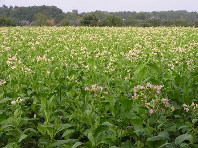 Nicotine is derived from the leaves of Nicotiana tabacum.
