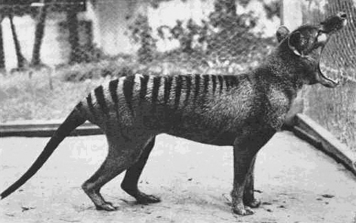 The last known thylacine photographed at Beaumaris Zoo in 1933. A scrotal sac is not visible in this or any other of the photos or film taken, leading to the supposition that "Benjamin" was a female. Photographic analysis in 2011 suggested "Benjamin" was indeed a male.