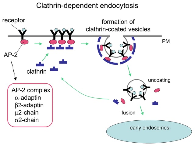 Clathrin-mediated endocytosis