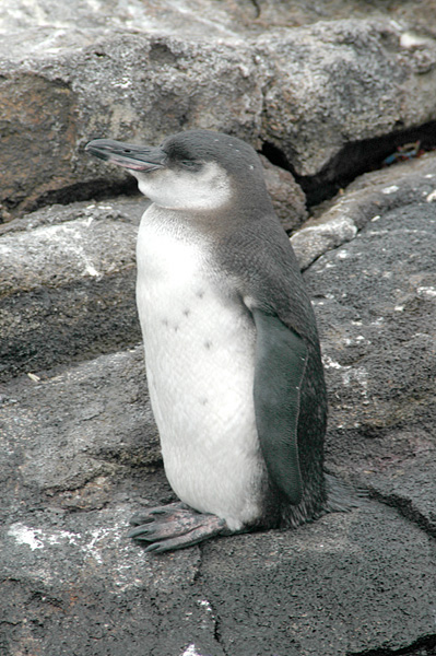 Juvenile Galápagos penguin before banding