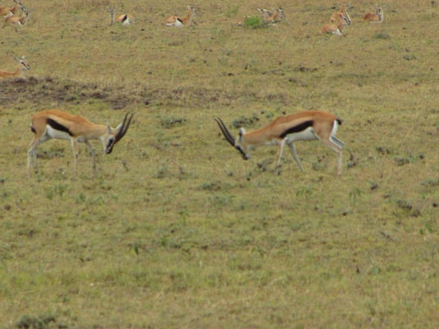 Two male gazelles in an agonistic display with females nearby