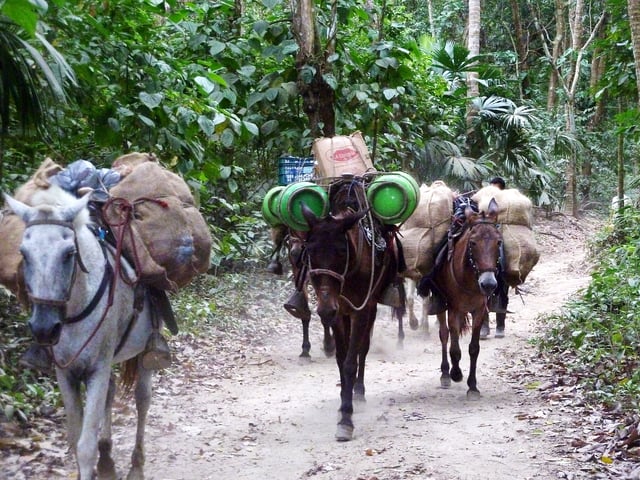 Donkeys bring supplies through the jungle to a camp outpost in Tayrona National Natural Park in northern Colombia