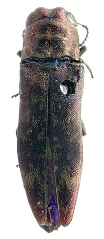 Agrilus evinadus lectotype.