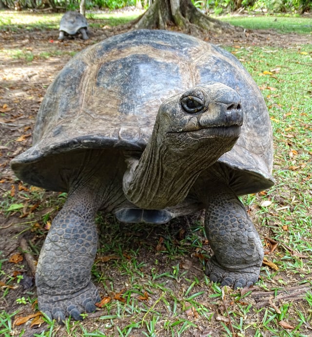An Aldabra giant tortoise