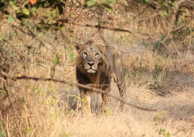 Lion in Gir Forest National Park