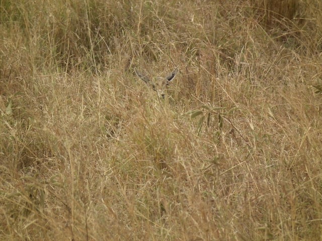 Fawn hiding in the grass