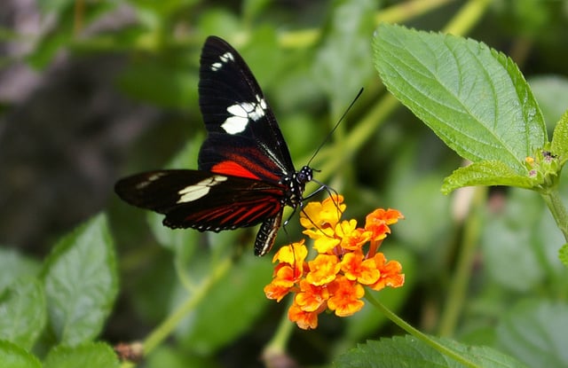 Heliconius doris Linnaeus butterfly of Costa Rica