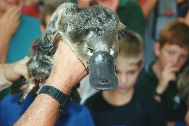 Platypus shown to children