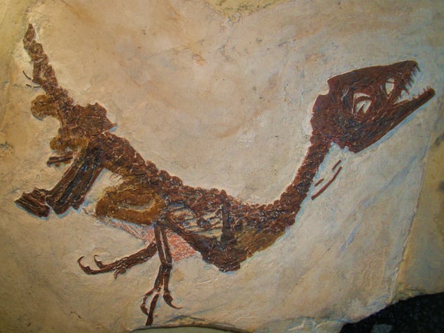 Scipionyx from the Natural History Museum of Milan, Italy