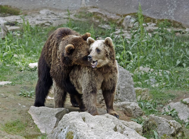 Pair of mating brown bears at the Ähtäri Zoo in Ähtäri, Finland