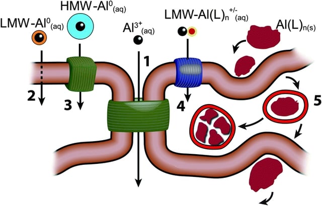 There are five major aluminium forms absorbed by human body: the free solvated trivalent cation (Al3+(aq)); low-molecular-weight, neutral, soluble complexes (LMW-Al0(aq)); high-molecular-weight, neutral, soluble complexes (HMW-Al0(aq)); low-molecular-weight, charged, soluble complexes (LMW-Al(L)n+/−(aq)); nano and micro-particulates (Al(L)n(s)). They are transported across cell membranes or cell epi-/endothelia through five major routes: (1) paracellular; (2) transcellular; (3) active transport; (4) channels; (5) adsorptive or receptor-mediated endocytosis.