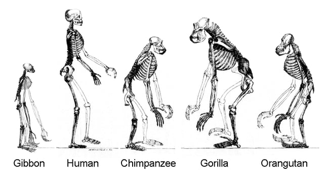 Skeletons of members of the ape superfamily, Hominoidea. There are two extant families: Hominidae, the "great apes"; and Hylobatidae, the gibbons, or "lesser apes".