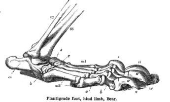 Unlike most other Carnivora, bears have plantigrade feet. Drawing by Richard Owen, 1866.
