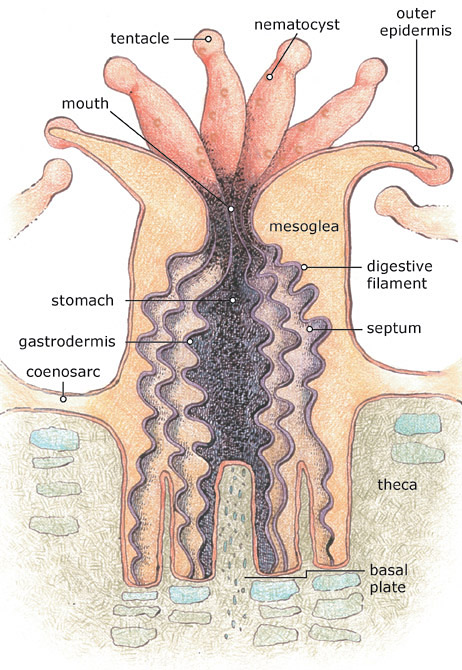 Anatomy of a stony coral polyp