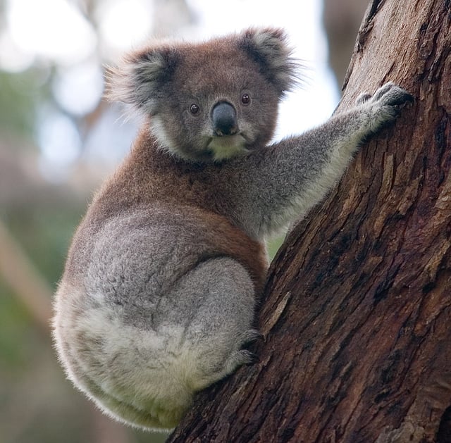 The koala and the eucalyptus