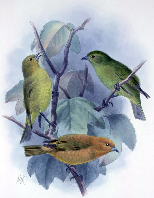 Illustration