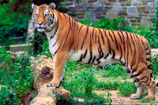 A Bengal tiger