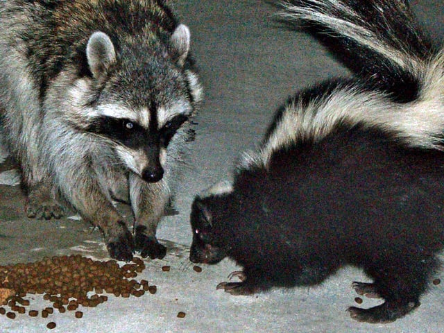 A skunk and a California raccoon (P. l. psora) share cat food morsels in a Hollywood, California, back yard