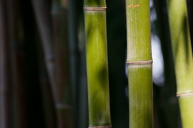 Closeup of bamboo stalk