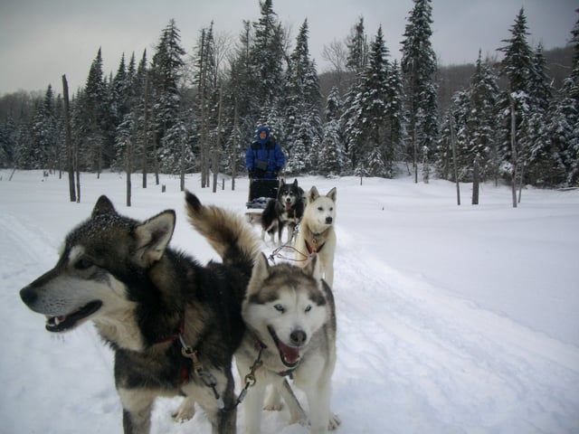 Dogsleds are used for recreational hunting of polar bears in Canada.