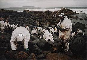Volunteers cleaning up the aftermath of the Prestige oil spill.