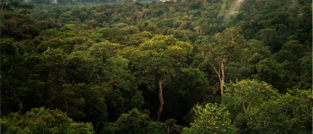 Amazon Rainforest in South America
