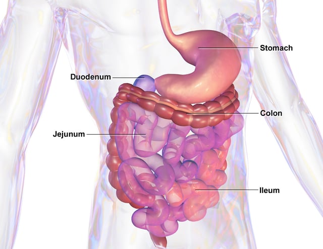 Illustration of human gastrointestinal tract
