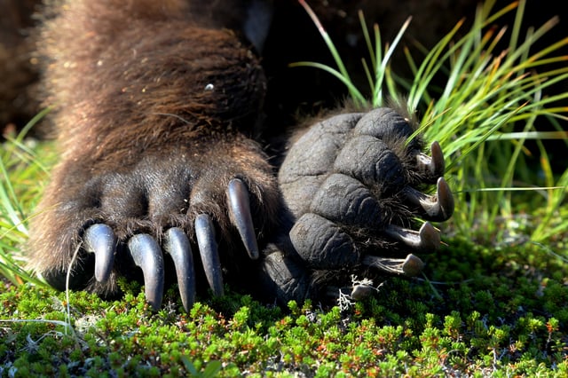 Front paws of a brown bear