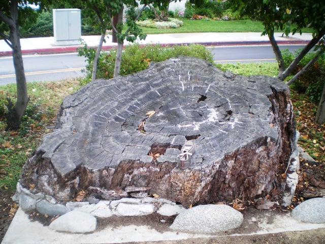 The stump pictured is all that remains of the historic millennium-old California Live Oak.