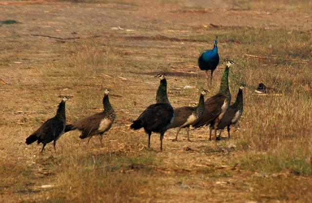 Indian peafowl (Pavo cristatus) near Hyderabad