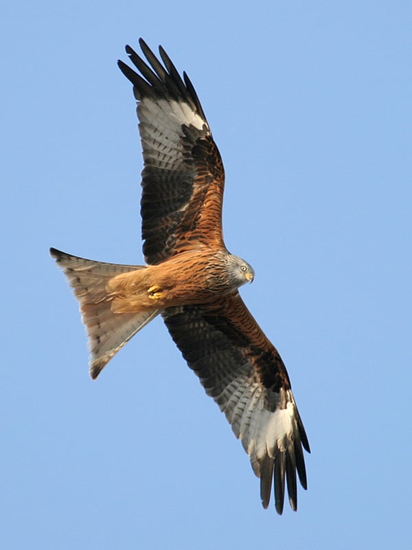 The red kite (Milvus milvus) – a national symbol of Welsh wildlife