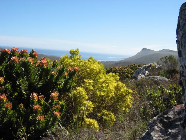 Peninsula Sandstone Fynbos growing in Table Mountain National Park.