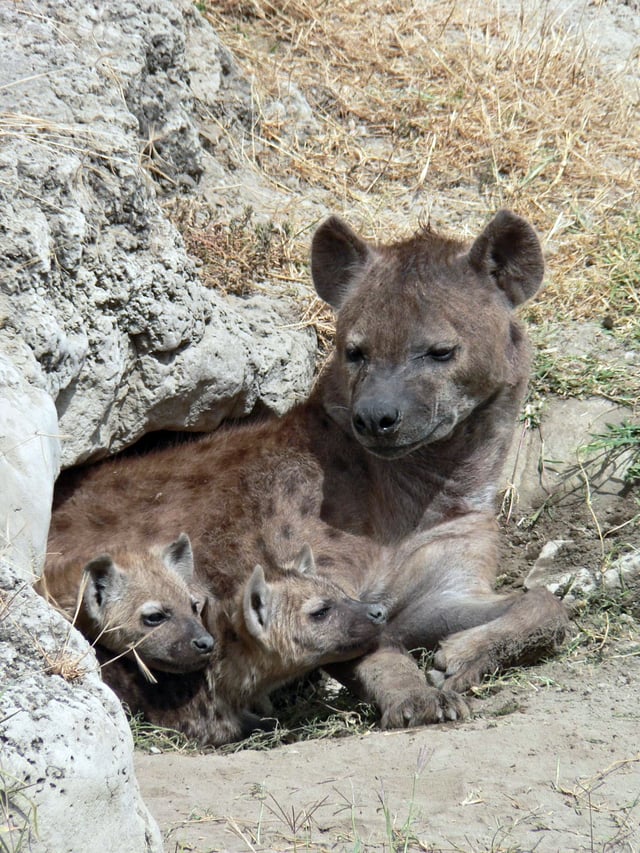 Spotted hyena and two cubs in their den, Ngorongoro Crater, Tanzania