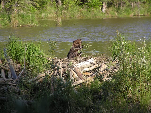 A beaver atop its dam.