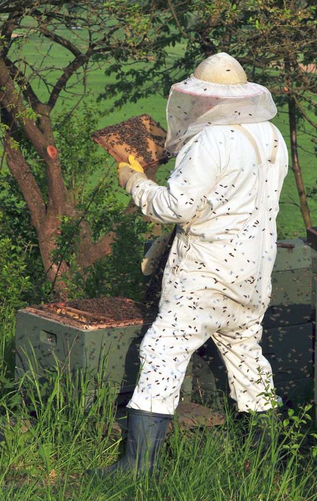 Beekeepers often wear protective clothing, for OHS reasons