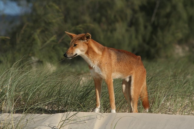 Dingo, Fraser Island, Queensland