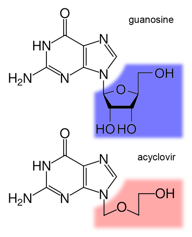 The structure of the DNA base guanosine and the antiviral drug acyclovir