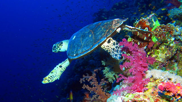 Hawksbill sea turtle in the Elphinstone Reef