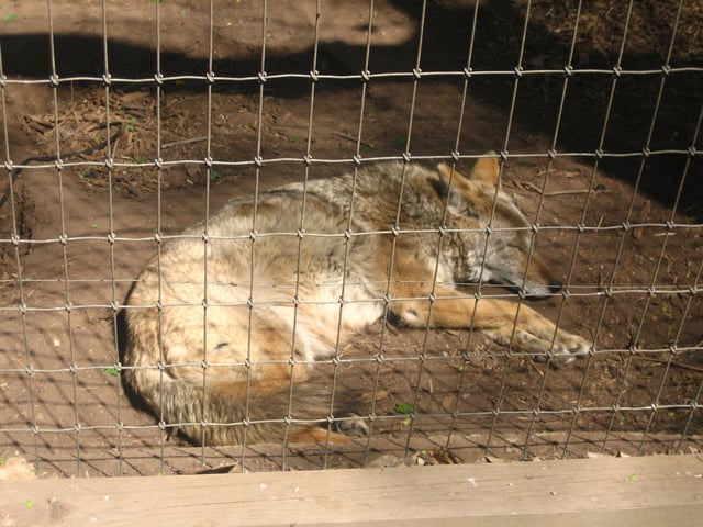 A coyote sleeps in the afternoon heat in the Amarillo Zoo.