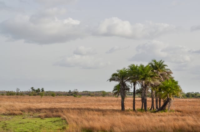 Typical scenery in Guinea-Bissau