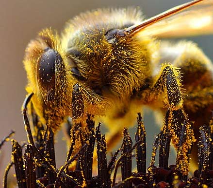 Grains of pollen sticking to this bee will be transferred to the next flower it visits