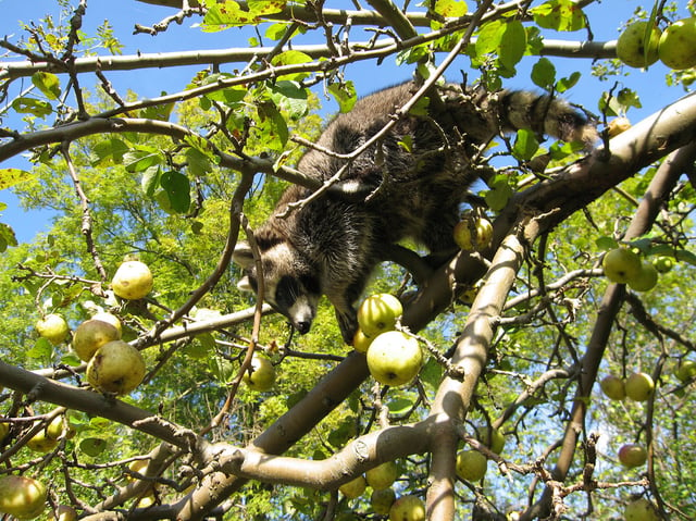 On an apple tree