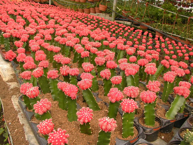 Grafted forms of Gymnocalycium mihanovichii grown in Israel