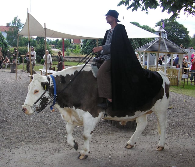 Riding an ox in Hova, Sweden