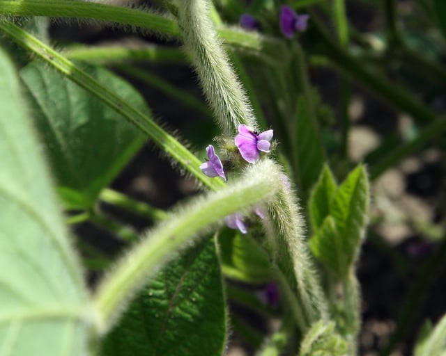 Small, purple soybean flowers