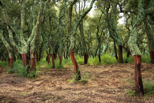 Peeled trunks of cork oaks in Tempio Pausania
