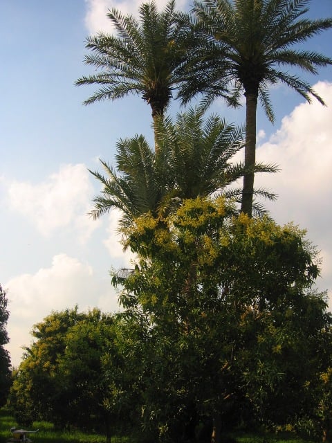 Palms in Multan, Pakistan
