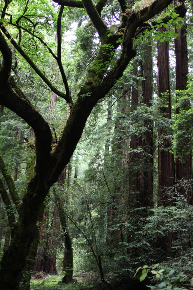 Muir Woods National Monument, which is located on the Pacific coast of southwestern Marin County
