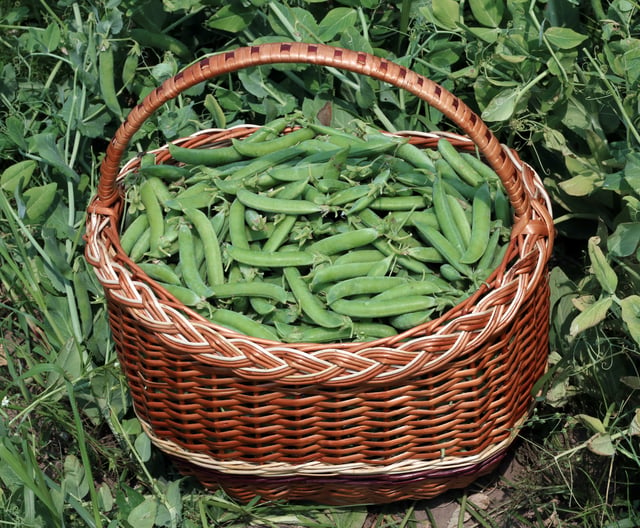 A basket of peas in pods