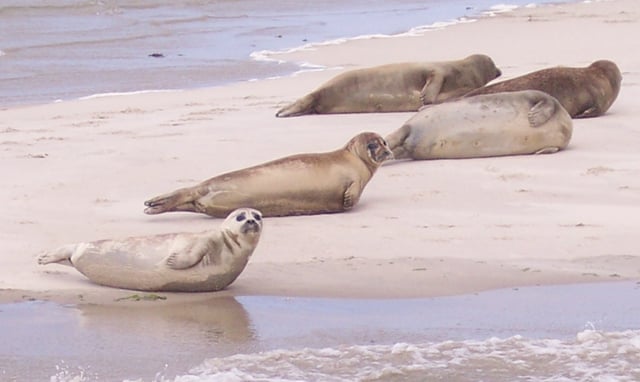 Common seals on Terschelling, a Wadden Sea island